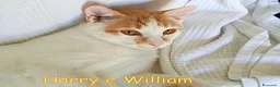 Europeo gatti in regalo: Harry &William. Fratelli inseparabili. - Annuncio 4