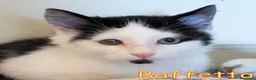 Europeo gatti in regalo: BAFFETTO GATTINO PELO SEMILUNGO - Annuncio 1