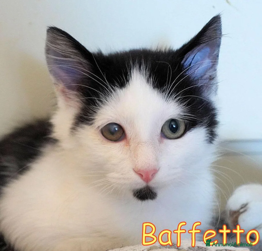 Europeo gatti in regalo: BAFFETTO GATTINO PELO SEMILUNGO - Annuncio 1