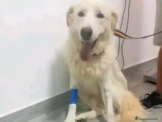 Pastore Maremmano cani Maremmano giovane vive in piccolo spazio.CALABRIA a Città metropolitana di Milano - Annuncio 17