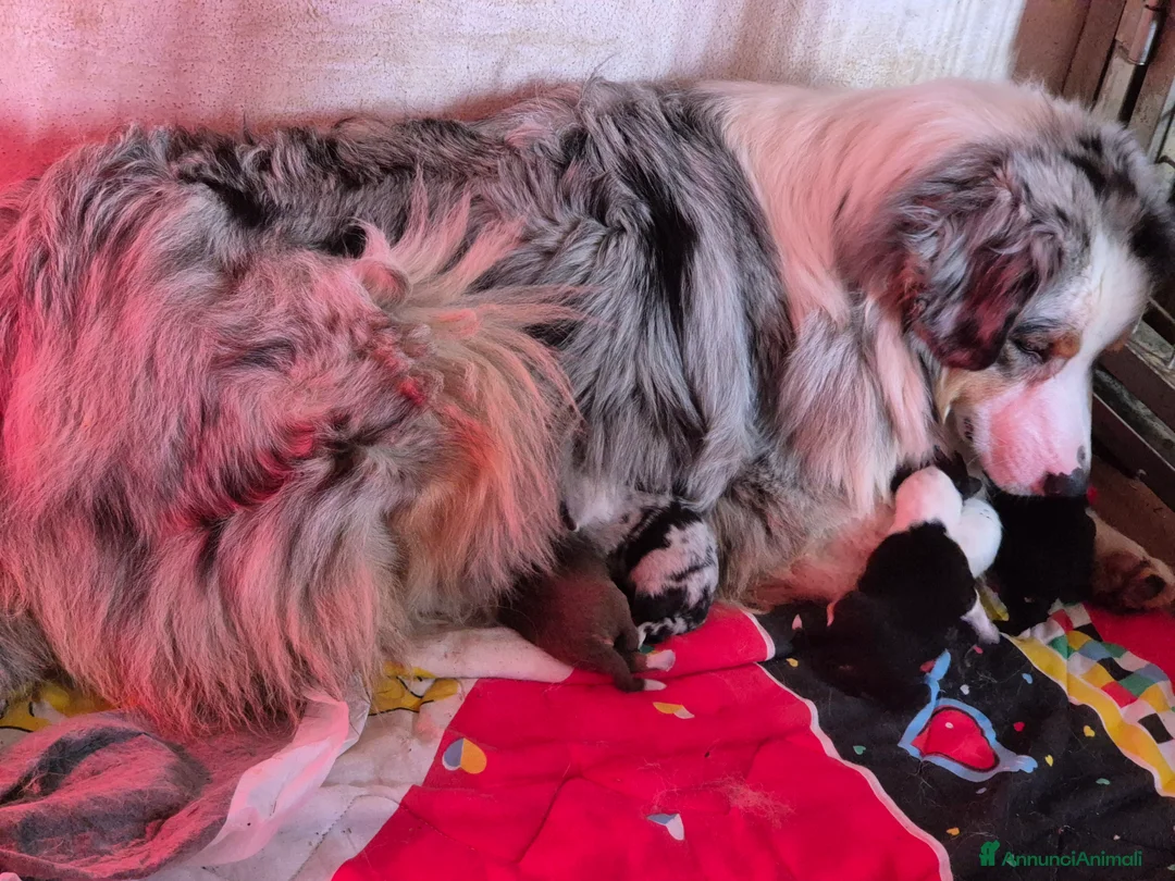 Australian Shepherd cani in vendita: Cuccioli di pastore australiano  - Annuncio 1
