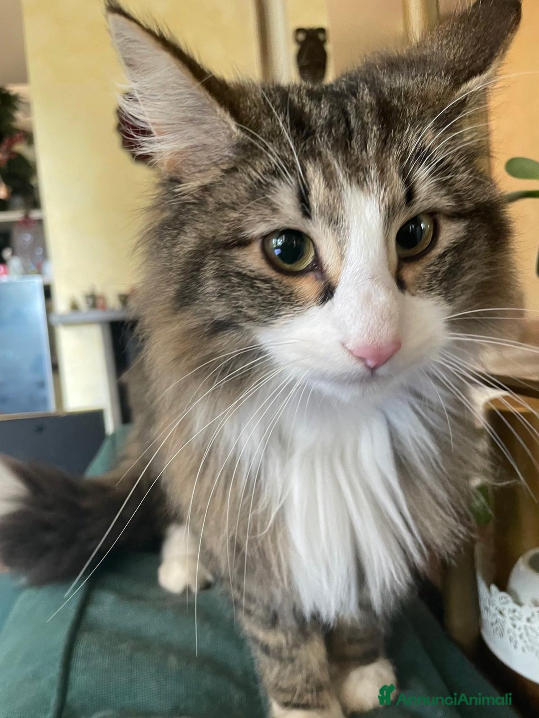 Norvegese gatti in vendita: norvegese delle foreste - Annuncio 5