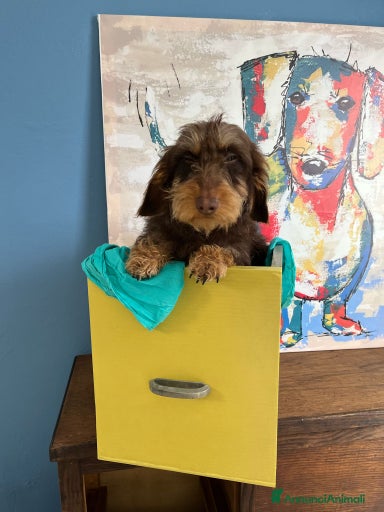 Immagine della galleria {{count}}