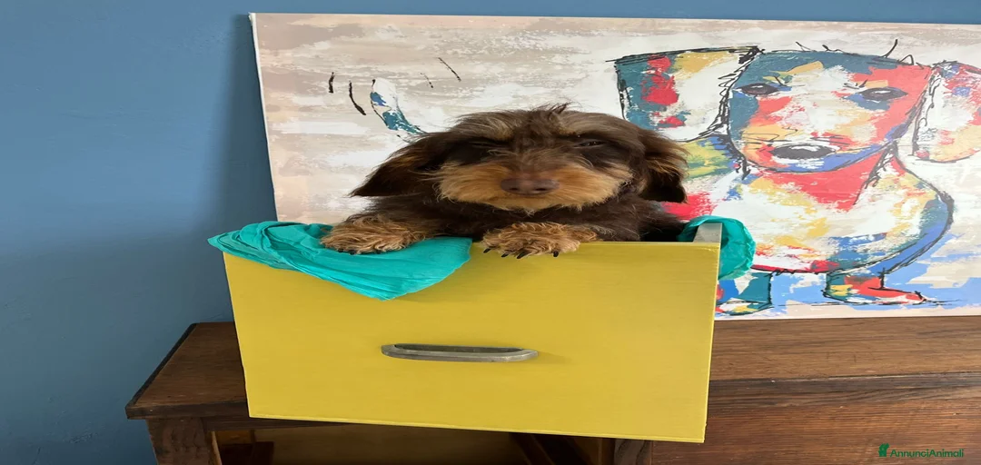 Immagine della galleria {{count}}