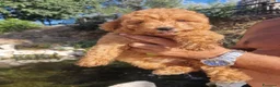 Barboncino cani in vendita: Barboncino - Annuncio 4