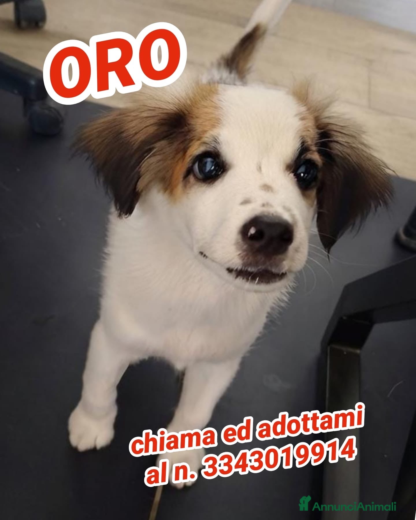 Meticcio cani ORO 💙 SÌ, STO ASPETTANDO PROPRIO TE - Annuncio 34