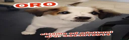 Meticcio cani in regalo: ORO 💙 SÌ, STO ASPETTANDO PROPRIO TE - Annuncio 1