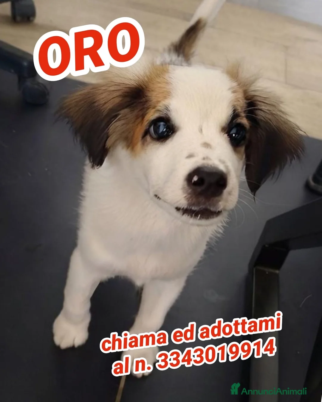 Meticcio cani in regalo: ORO 💙 SÌ, STO ASPETTANDO PROPRIO TE - Annuncio 1