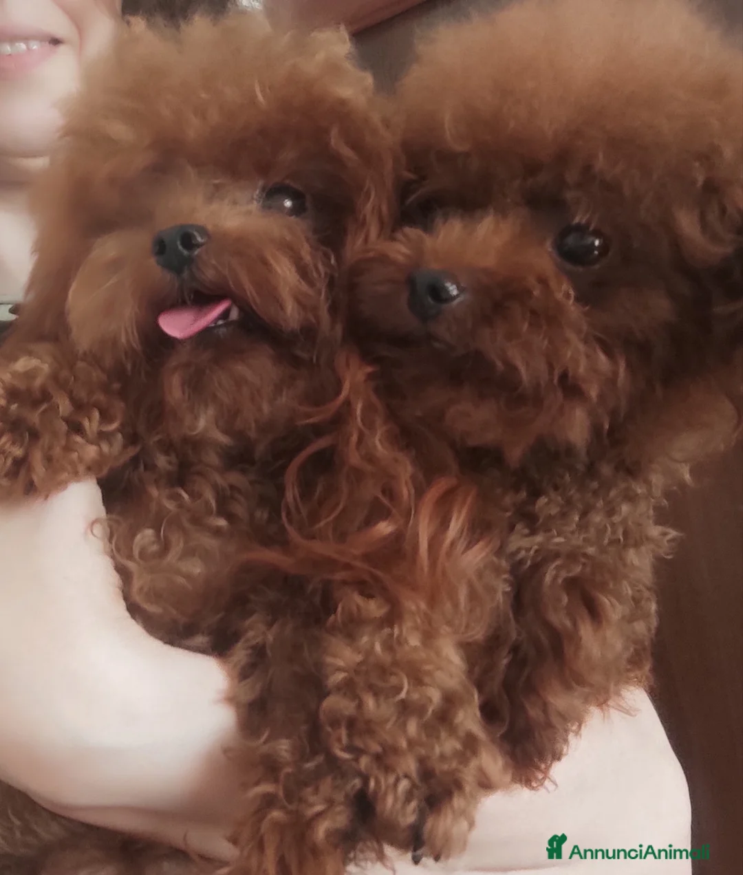Barboncino Toy cani in vendita: Elegante cucciola di barboncino toy - Annuncio 4