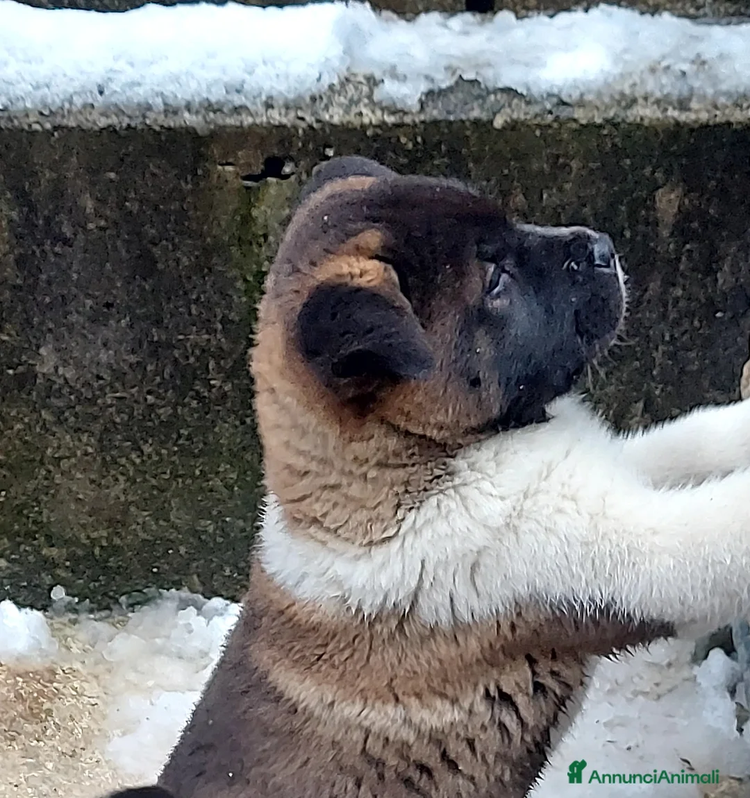 Akita Americano cani in vendita: CUCCIOLI DI AKITA AMERICANO IN VENDITA - Annuncio 5