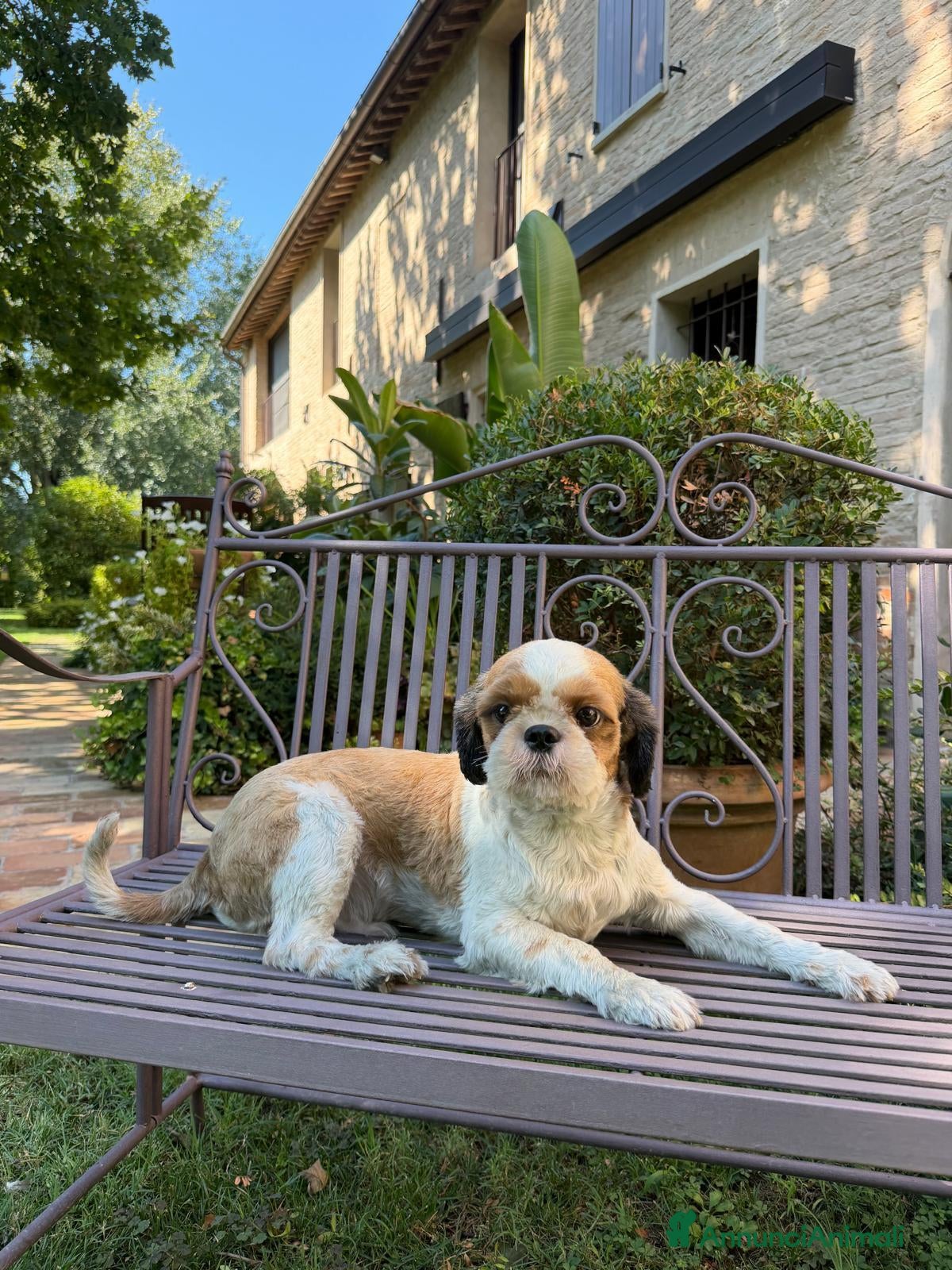 Shih Tzu cani in regalo: ShihTzu cucciolone - con RIMBORSO SPESE - Annuncio 1
