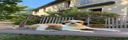 Shih Tzu cani in regalo: ShihTzu cucciolone - con RIMBORSO SPESE - Annuncio 1