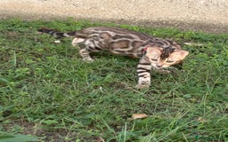 Bengala gatti in vendita: Cucciola Bengala 🥰 - Annuncio 3