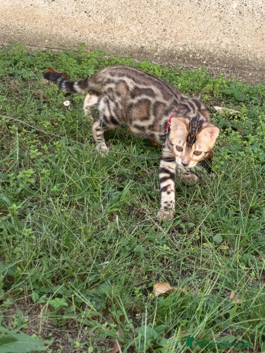 Bengala gatti in vendita: Cucciola Bengala 🥰 - Annuncio 3