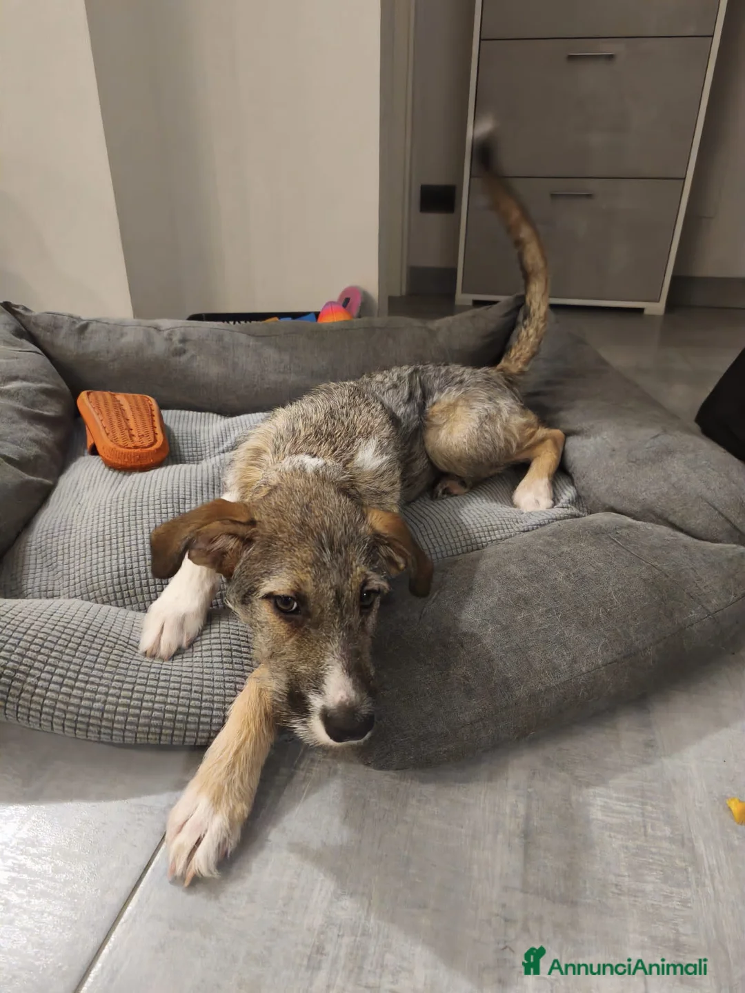 Altre razze cani in regalo: bulma - Annuncio 4