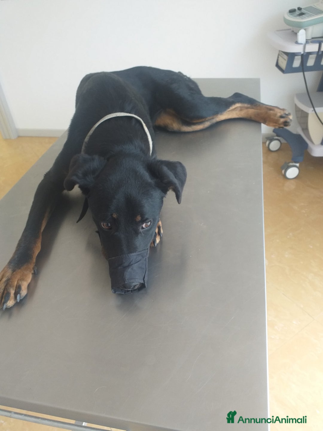 Meticcio cani in regalo: SARA salvata dalla strada - Annuncio 3