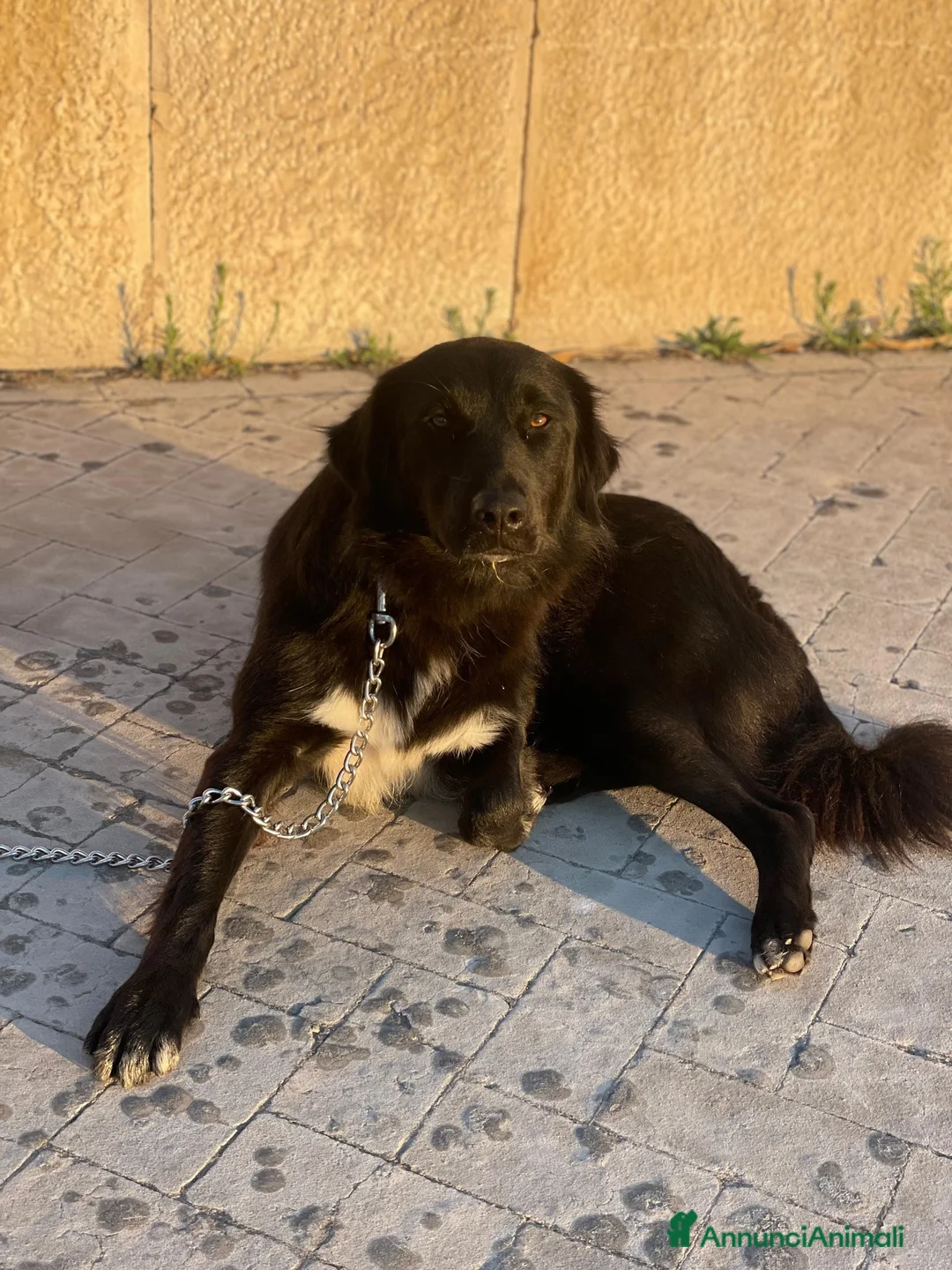 Meticcio cani in regalo: Diana 2 anni, dolcissima affettosa coccolona a Città Metropolitana di Torino - Annuncio 2