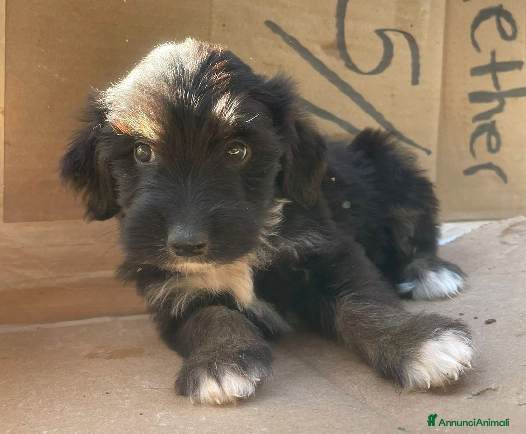 Meticcio cani in regalo: SMERALDO e DIAMANTE - Annuncio 3