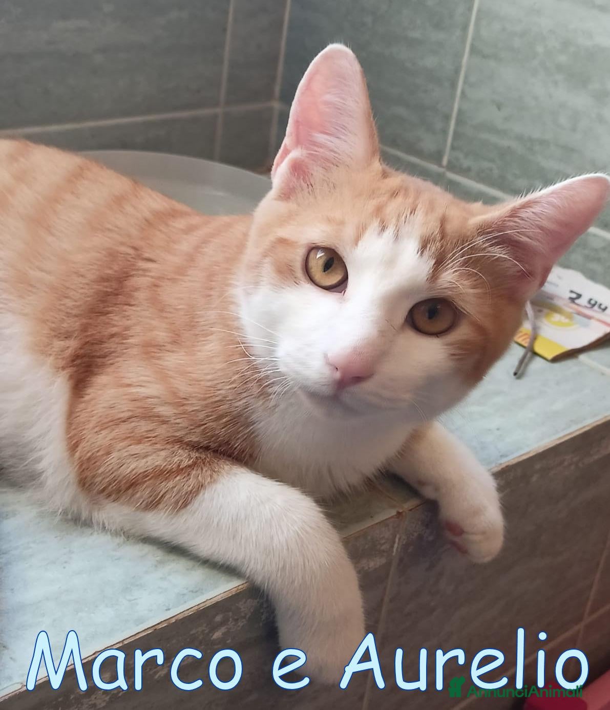 Europeo gatti #Marco e #Aurelio e le ore contate - Annuncio 1
