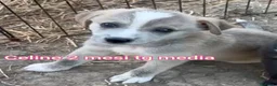 Meticcio cani in regalo: CUCCIOLI ESCLUSI E SOLI!!! a Città Metropolitana di Genova - Annuncio 3