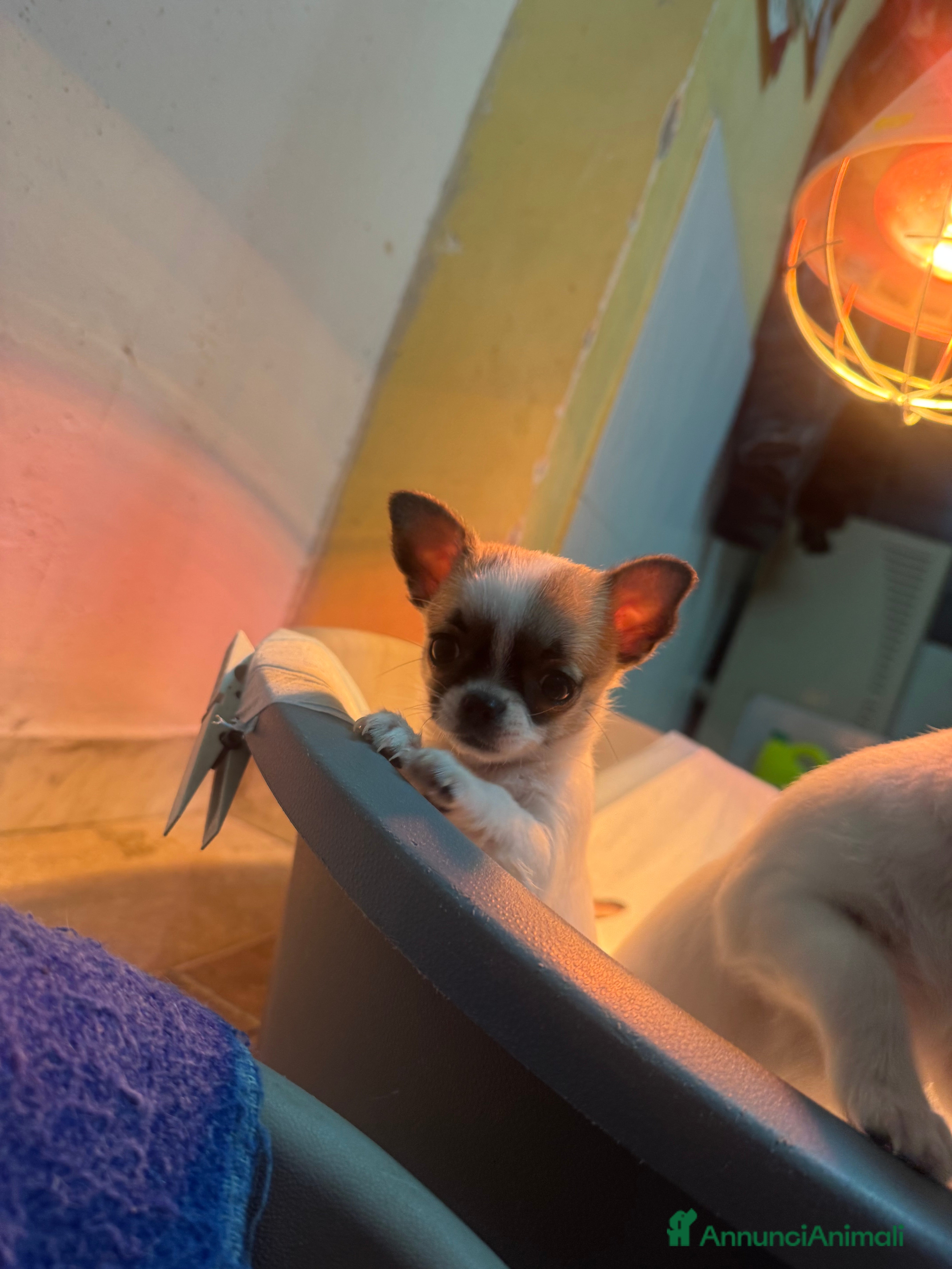 Chihuahua cani Cucciole di chihuahua - Annuncio 1