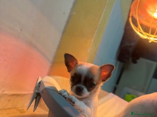 Chihuahua cani Cucciole di chihuahua - Annuncio 1