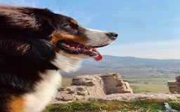 Bovaro del Bernese cani per accoppiamento: Bovaro del Bernese maschio per monta a Città metropolitana di Roma Capitale - Immagine 5
