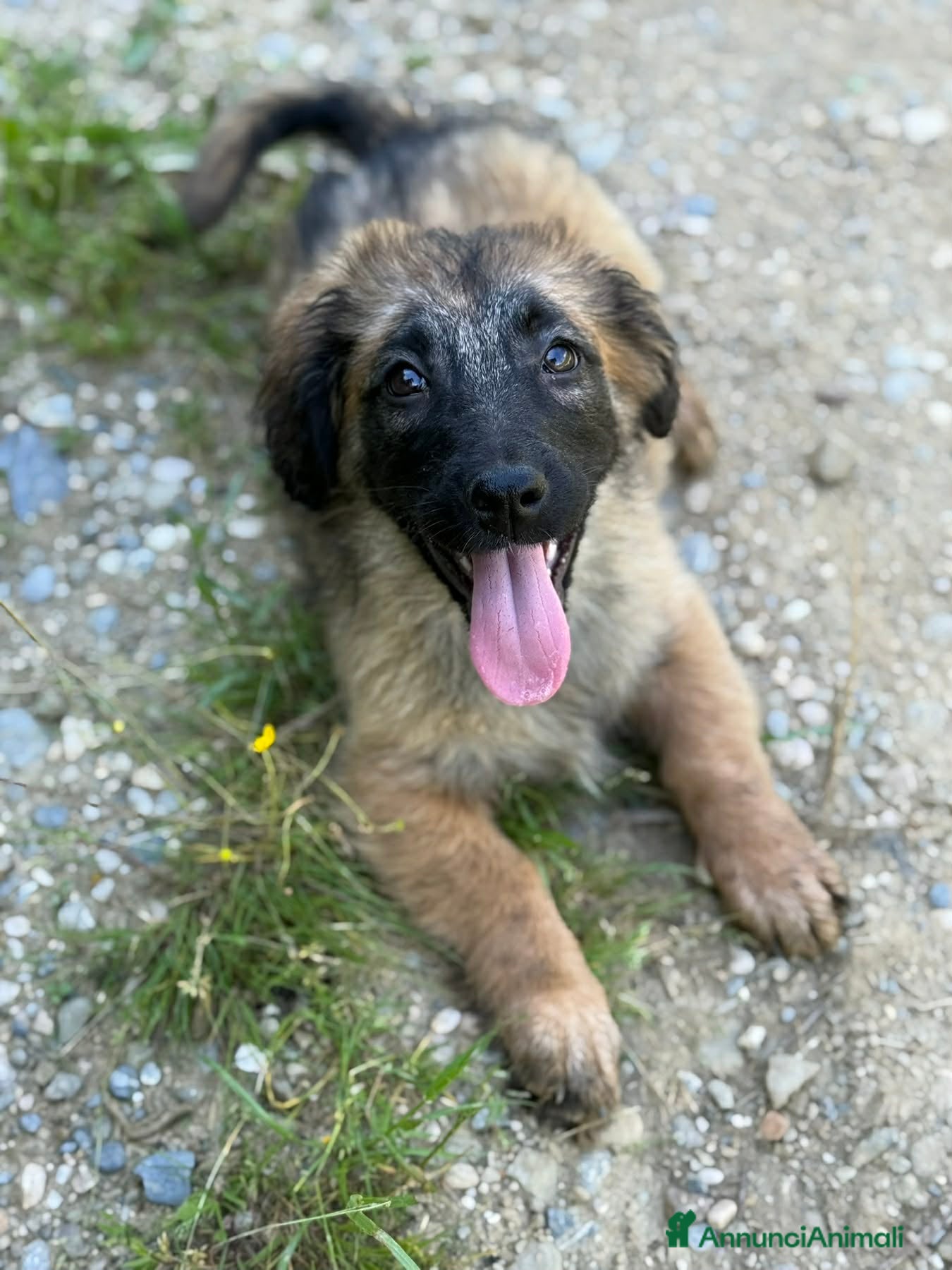 Meticcio cani in regalo: VERA, cucciola super DOLCE! Tg MEDIO PICCOLA - Annuncio 7