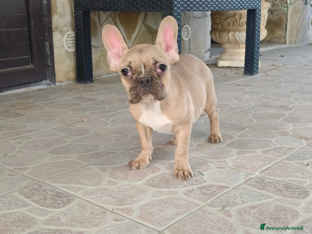 Bulldog Francese cani in vendita: Cuccioli cercano famiglie da amare  - Annuncio 2