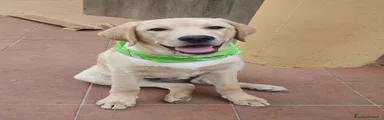 Labrador 1