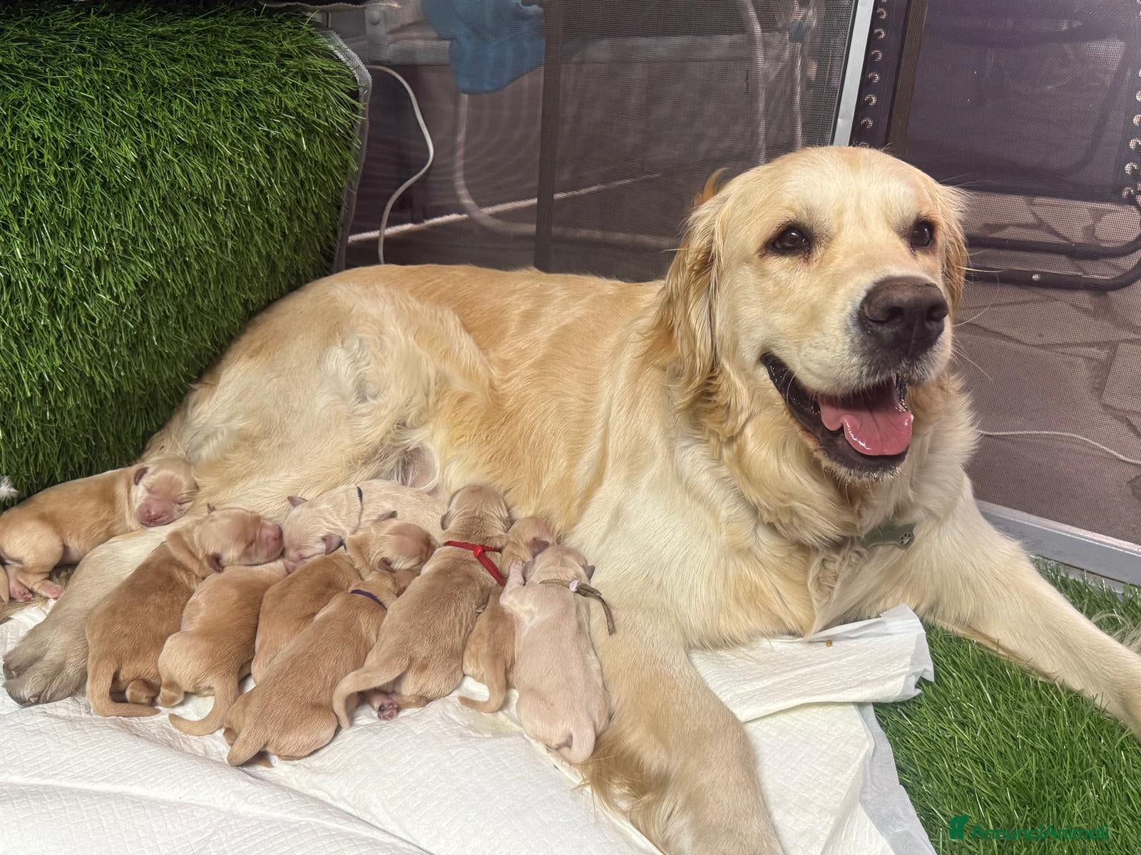 Golden Retriever cani Golden linea inglese  - Annuncio 19