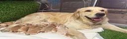 Golden Retriever cani in vendita: Golden linea inglese  - Annuncio 1