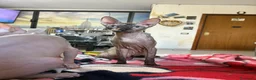 Sphynx gatti per accoppiamento: Gatta Sphynx disponibile per accoppiamento ROMA a Città metropolitana di Roma Capitale - Annuncio 2