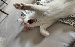 Norvegese gatti in vendita: Norvegese delle foreste cuccioli a Città Metropolitana di Torino - Immagine 2