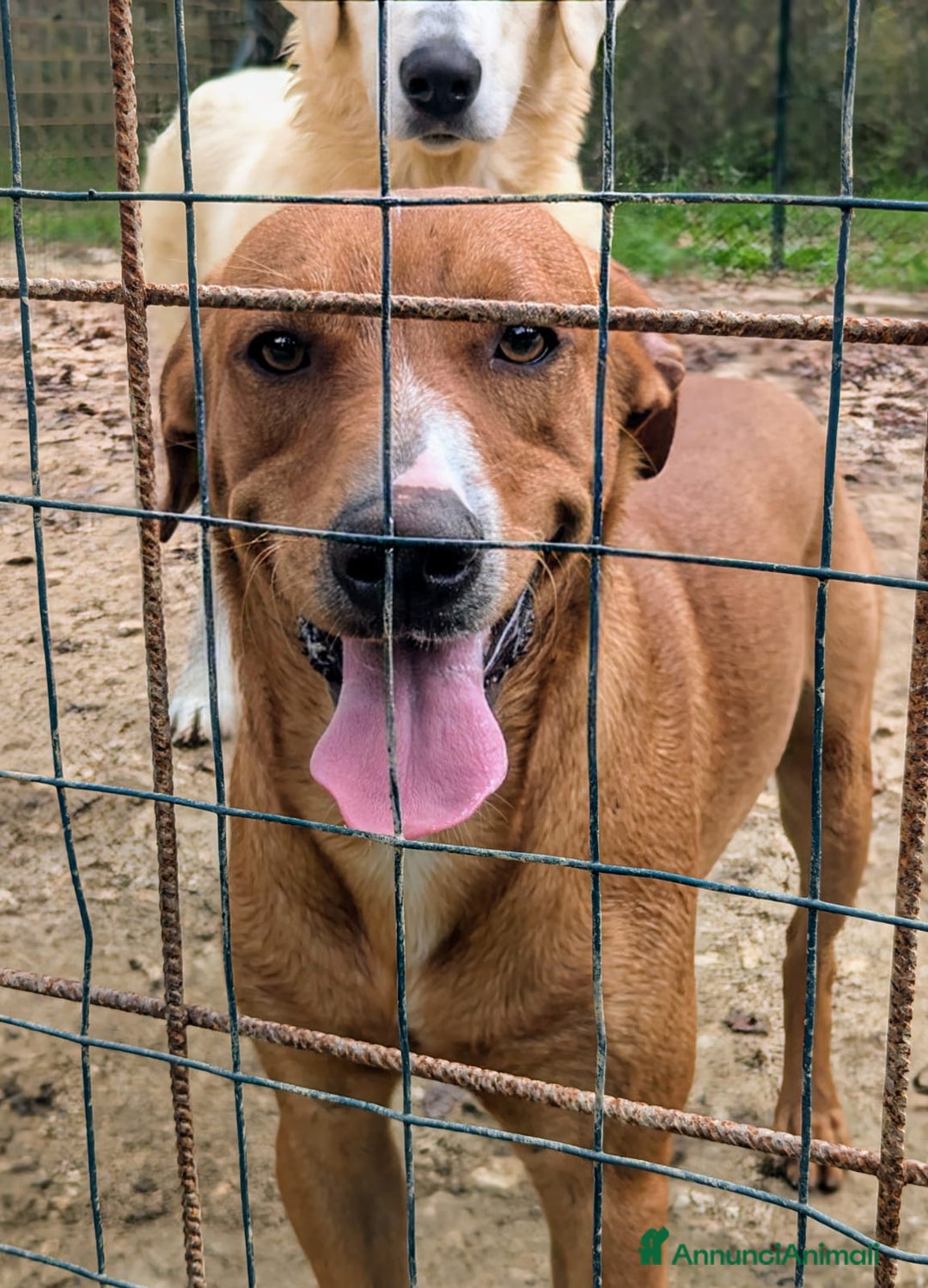 Meticcio cani in regalo: MI VUOI? SONO CORFU' - Annuncio 8