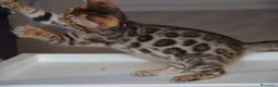 Bengala gatti in vendita: Bellissimi cuccioli di bengala - Annuncio 5