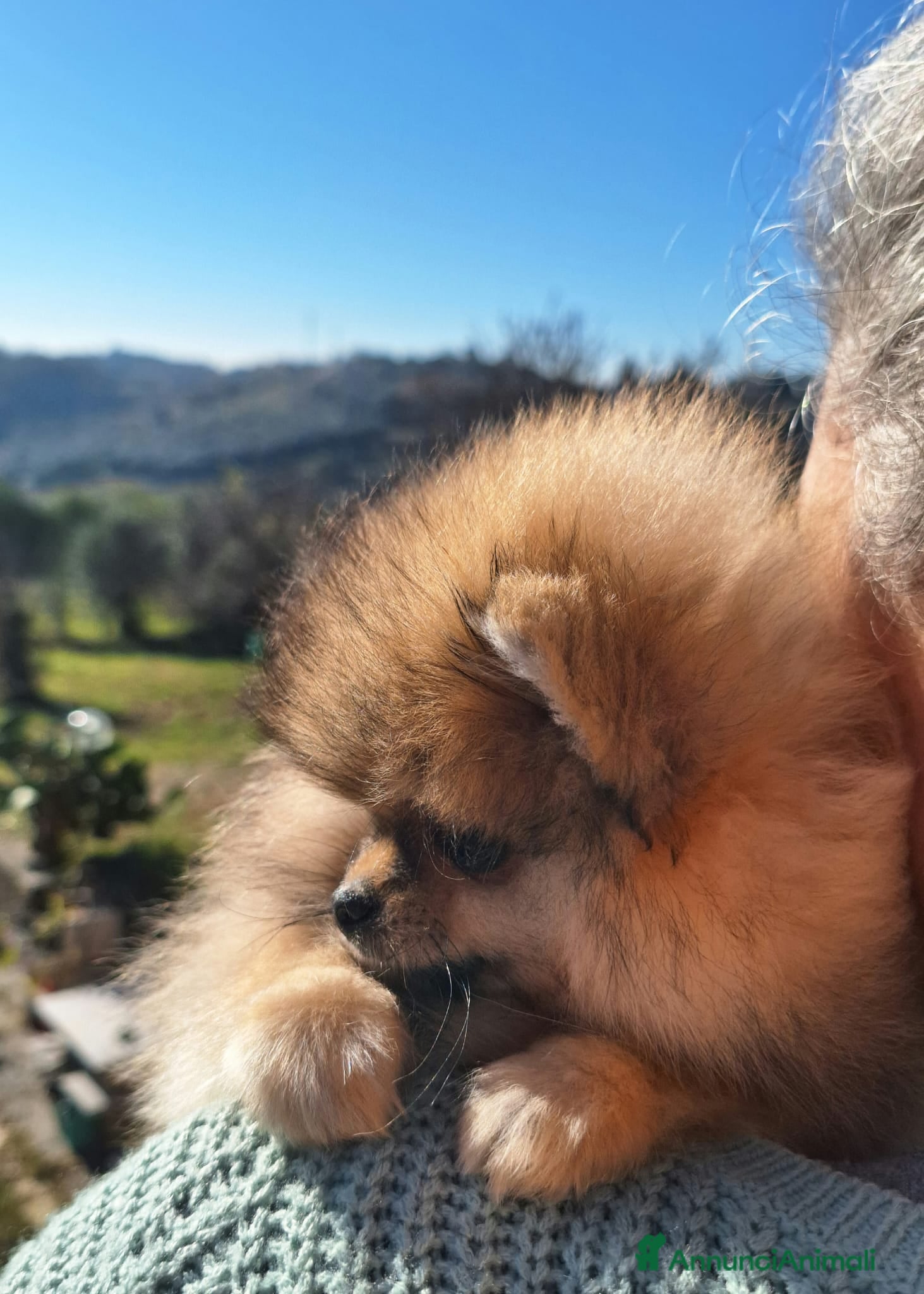 Volpino Pomerania cani Spitz tedesco nano - Annuncio 1