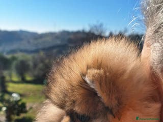Volpino Pomerania cani Spitz tedesco nano - Annuncio 13