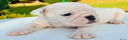 Bulldog cani in vendita: Cuccioli Bulldog Inglese - Annuncio 26