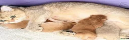 British gatti in vendita: Splendidi cuccioli di british shorthair  - Annuncio 11