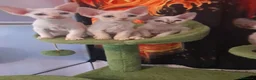 Devon Rex gatti in vendita: Devon rex red point  - Annuncio 2