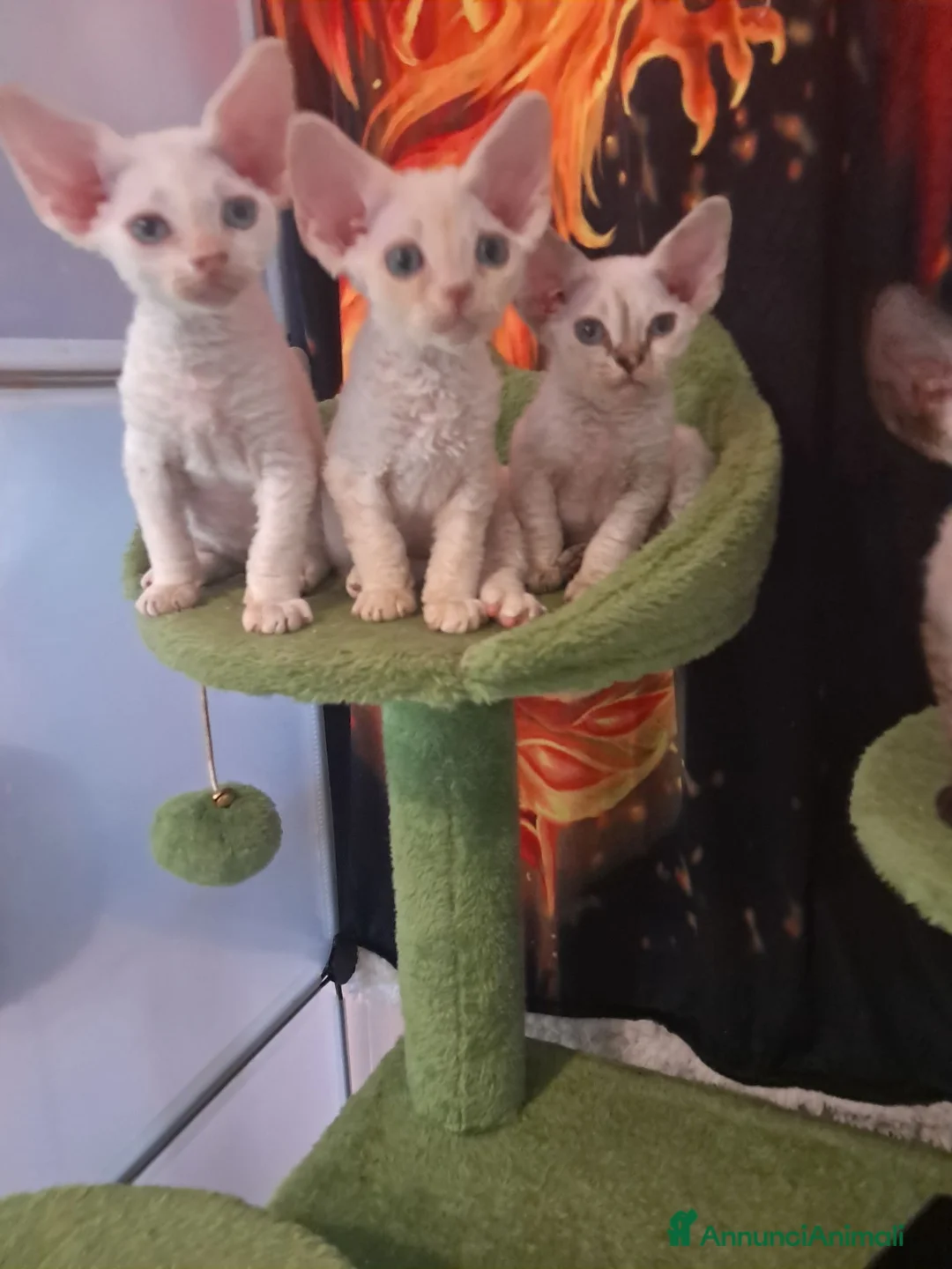 Devon Rex gatti in vendita: Devon rex red point  - Annuncio 2