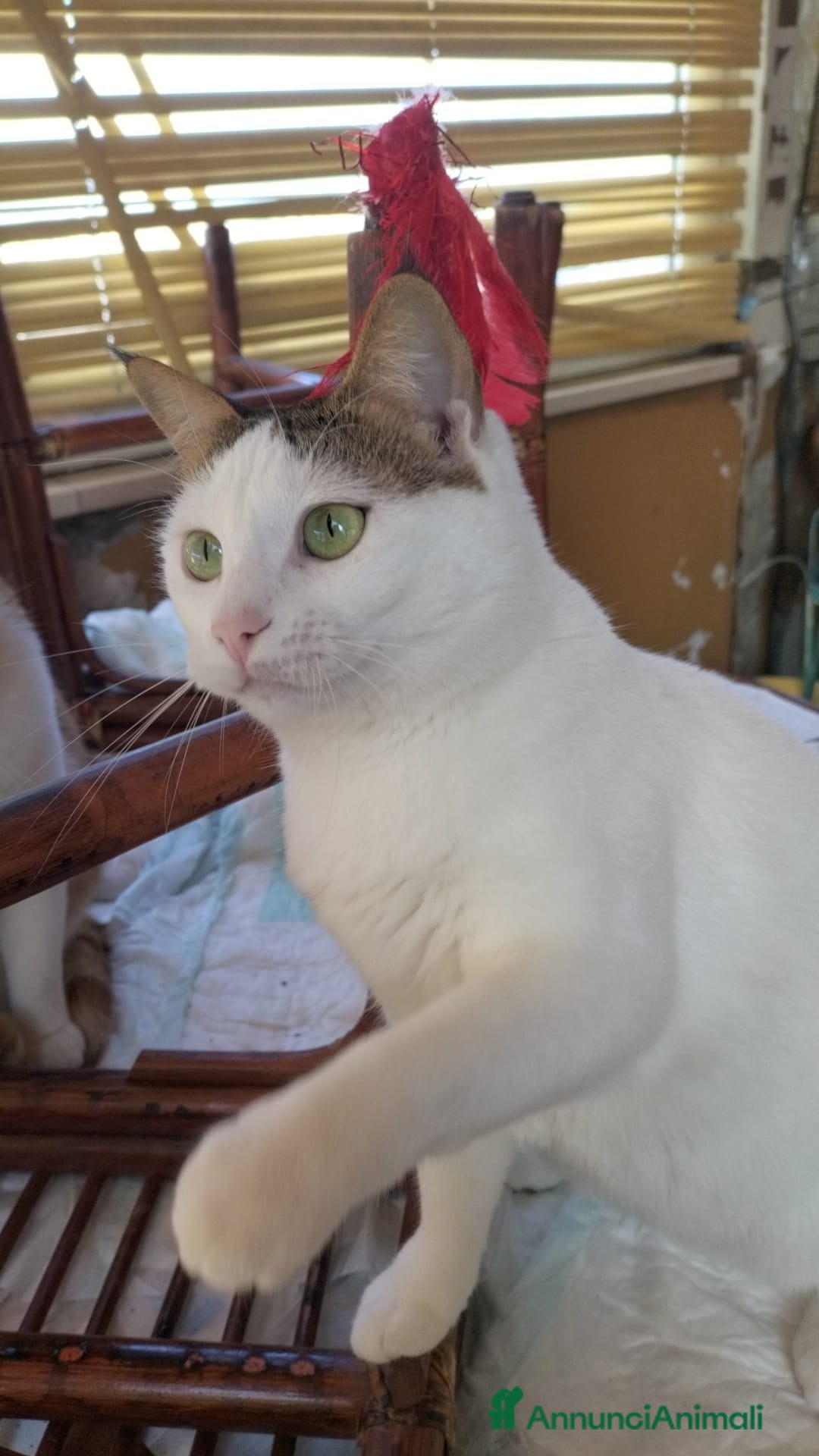 Meticcio gatti in regalo: Gerfild e Greta  - Annuncio 6