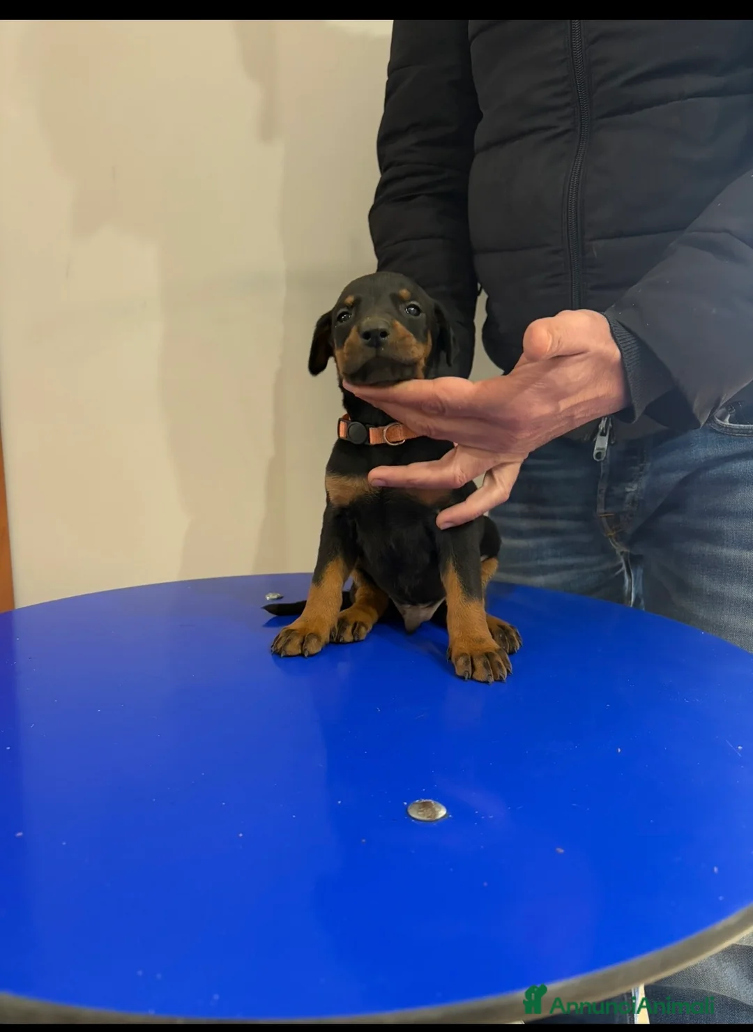 Dobermann cani in vendita: Vendo cuccioli di dobermann - Annuncio 8