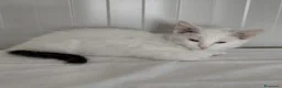 Meticcio gatti in regalo: Gattini cercano casa disperatamente - Annuncio 4