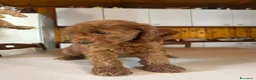 Barboncino cani in vendita: Barboncini nani a Provincia di Alessandria - Annuncio 18