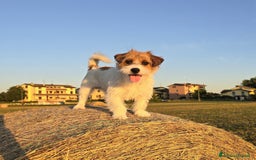 Jack Russell cani per accoppiamento: Jack Russel Terrier a pelo lungo ruvido per monta a Provincia di Reggio Emilia - Immagine 1
