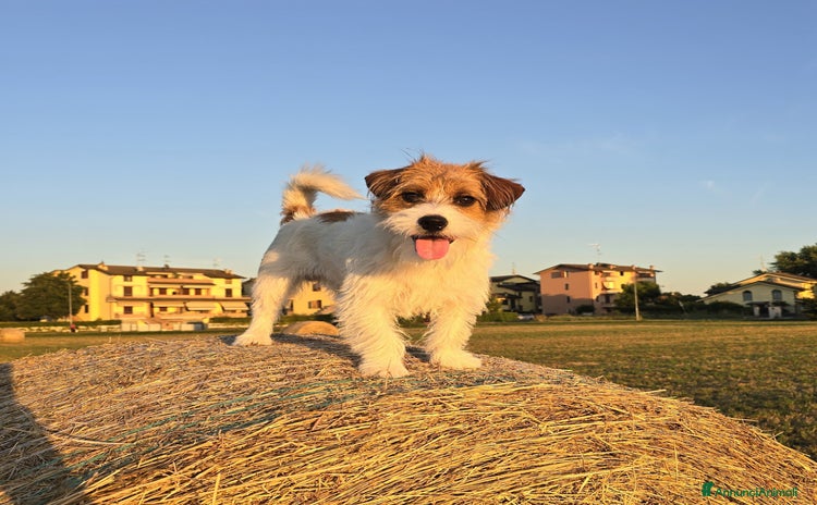 Jack Russell cani a Provincia di Reggio Emilia - Annuncio 11