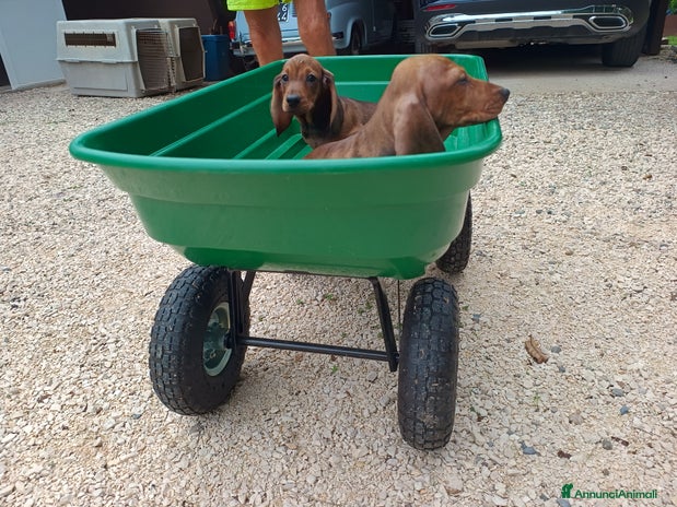 Bassotto cani - Annuncio 8