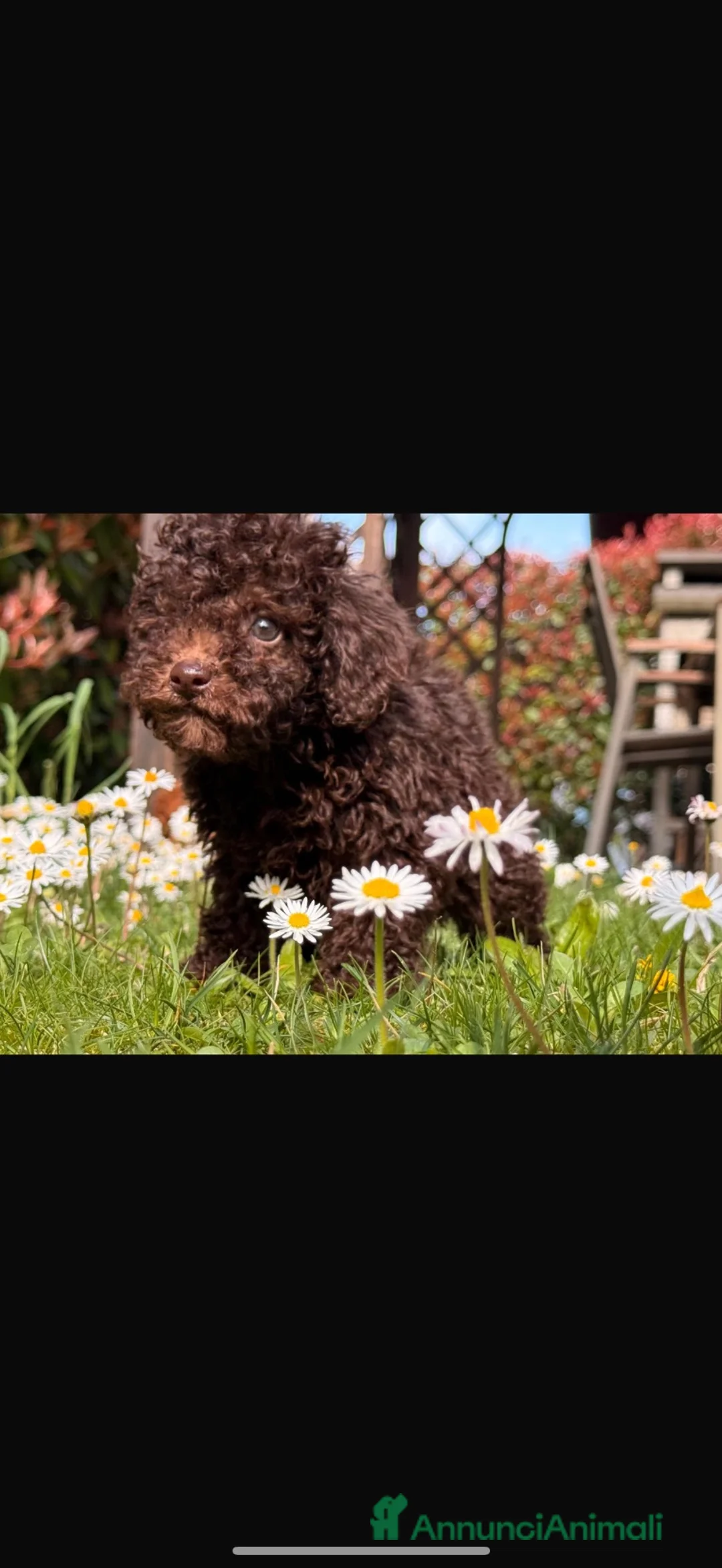 Barboncino cani in vendita: Cucciolo di barboncino  - Annuncio 2